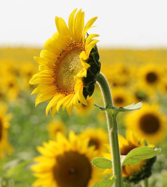 Harbes Farms Sunflowers