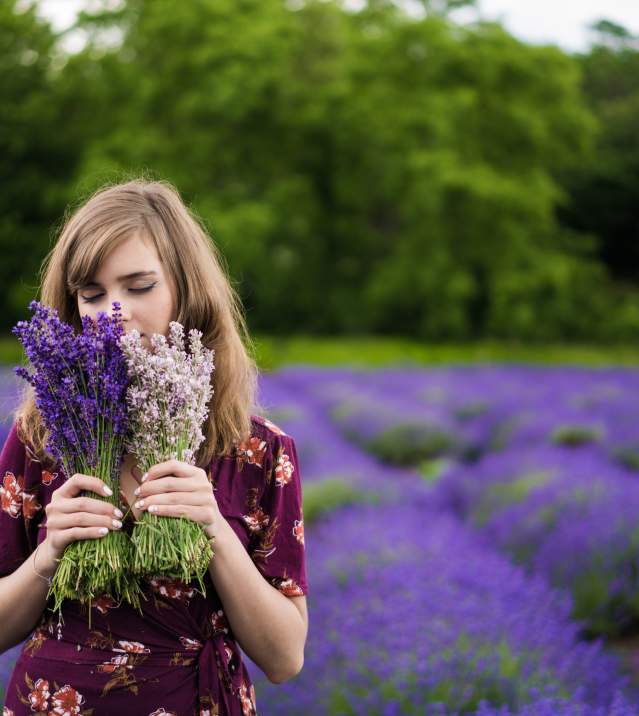 Lavender by the Bay