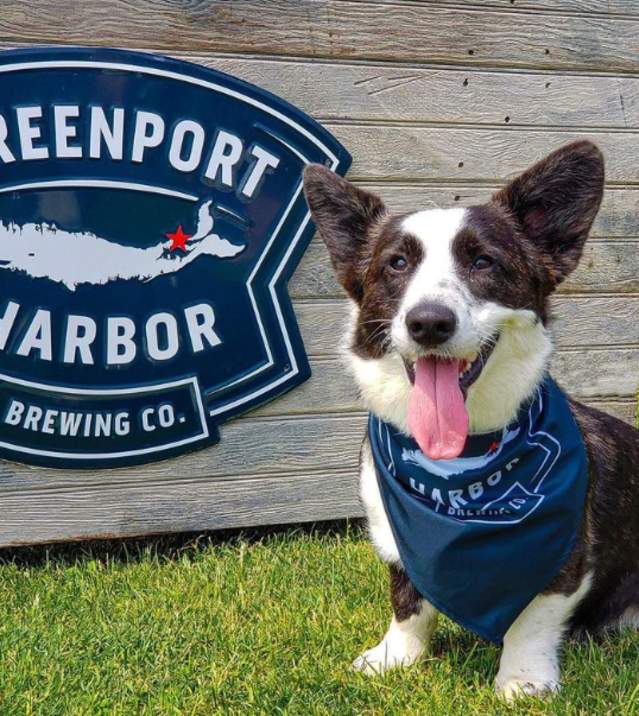 Greenport Brewery Dog