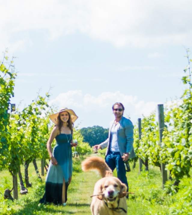 Vineyard Winery Dog People