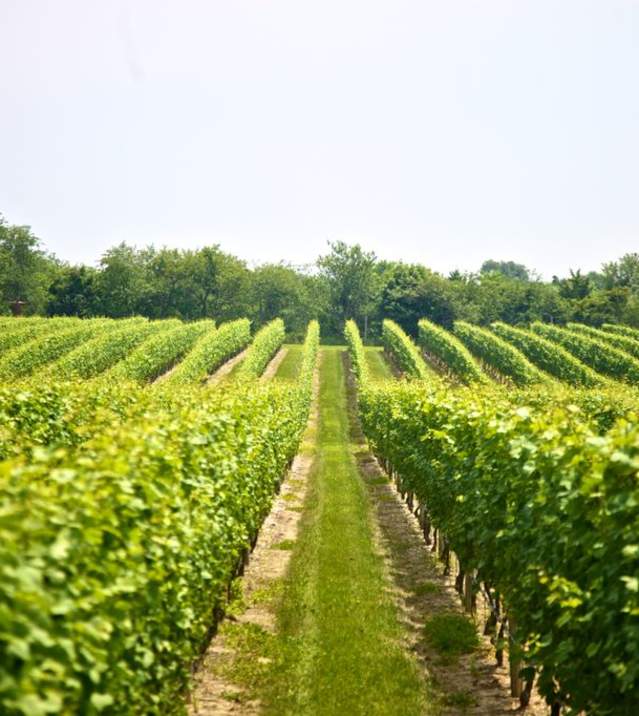 Sparkling Point long island wine country