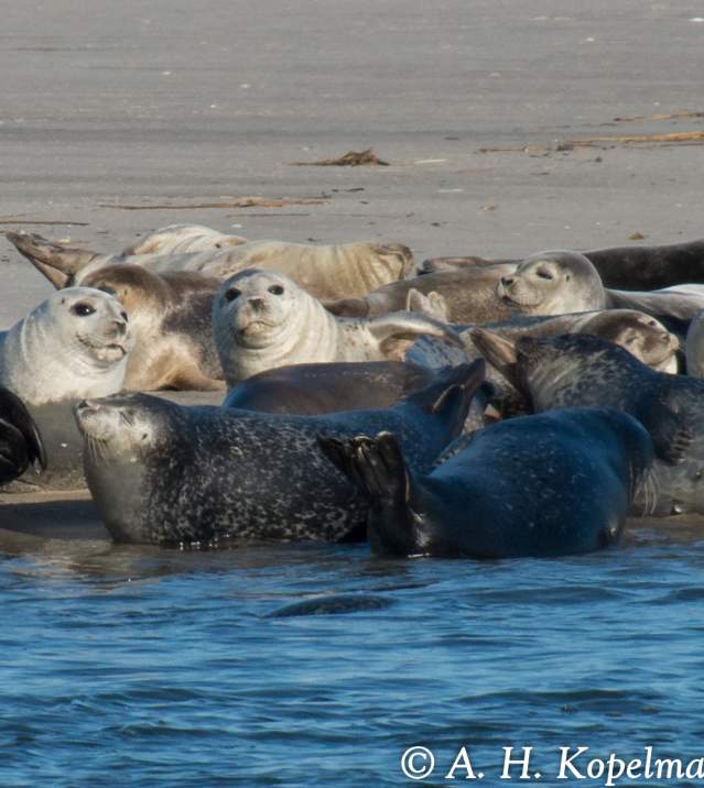 Seal Walk