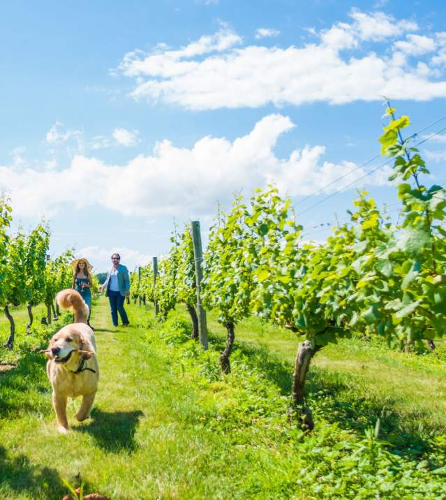 Dog-in-Vineyard