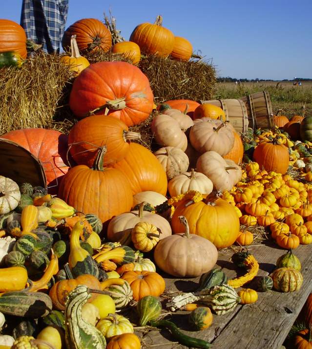 North Fork  Attractions  Misc farms  Pumpkins  October_a61 2015older.jpg
