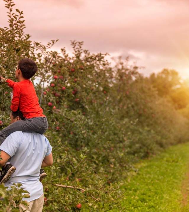 picking apples