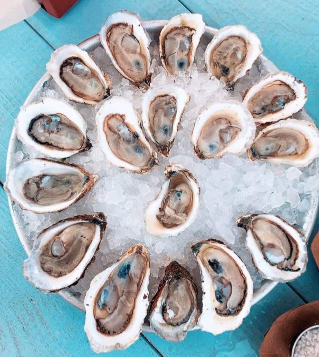 oysters
