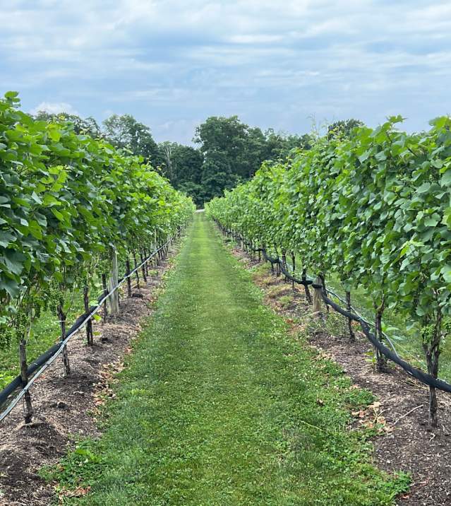 Del Vino