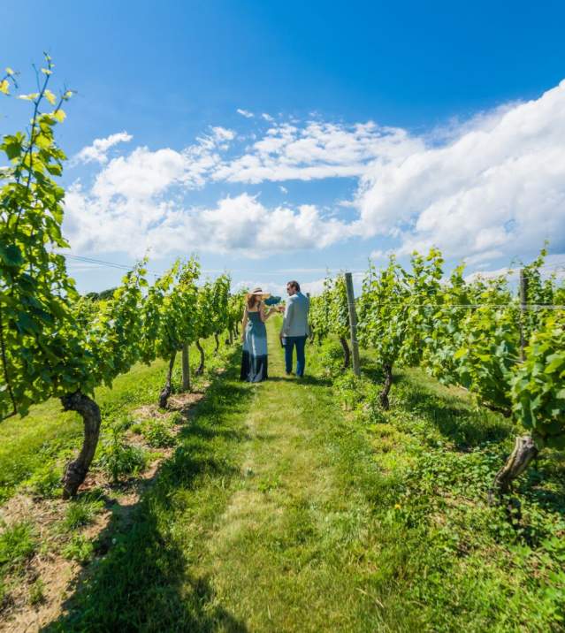 vineyard