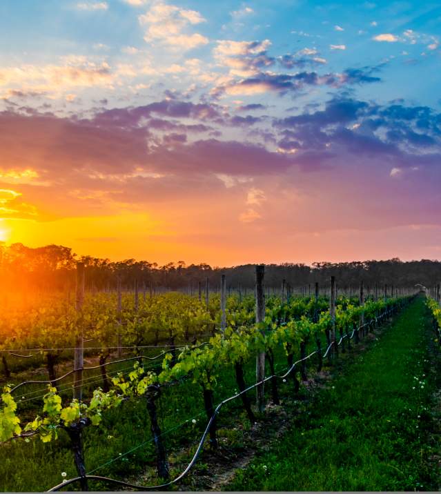 wine country 3
