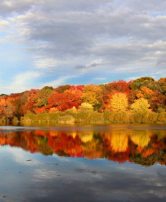Fall foliage