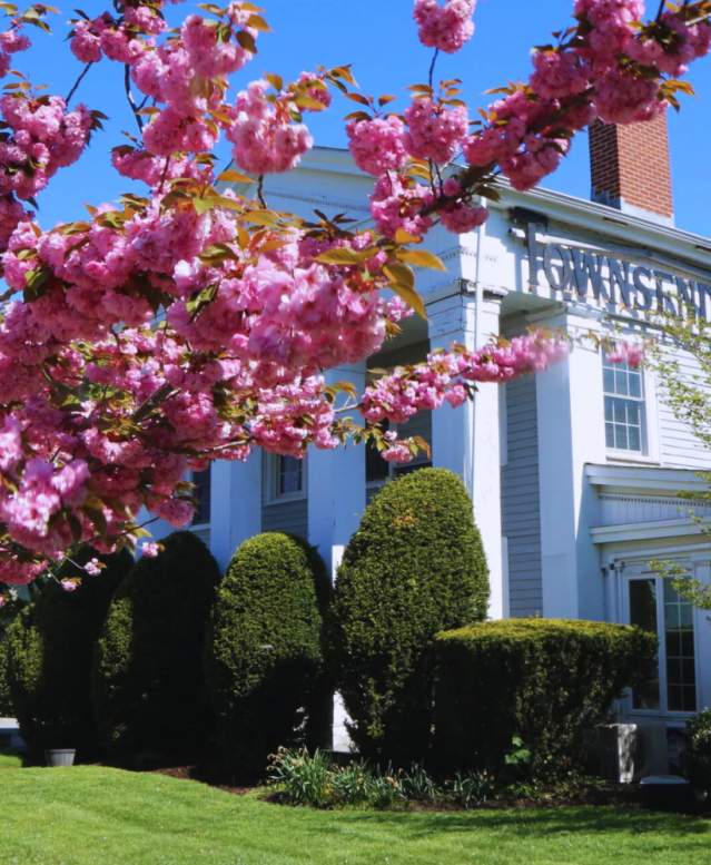 Cherry Blossoms in Greenport