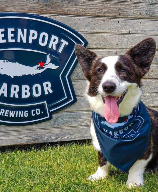 Greenport Brewery Dog