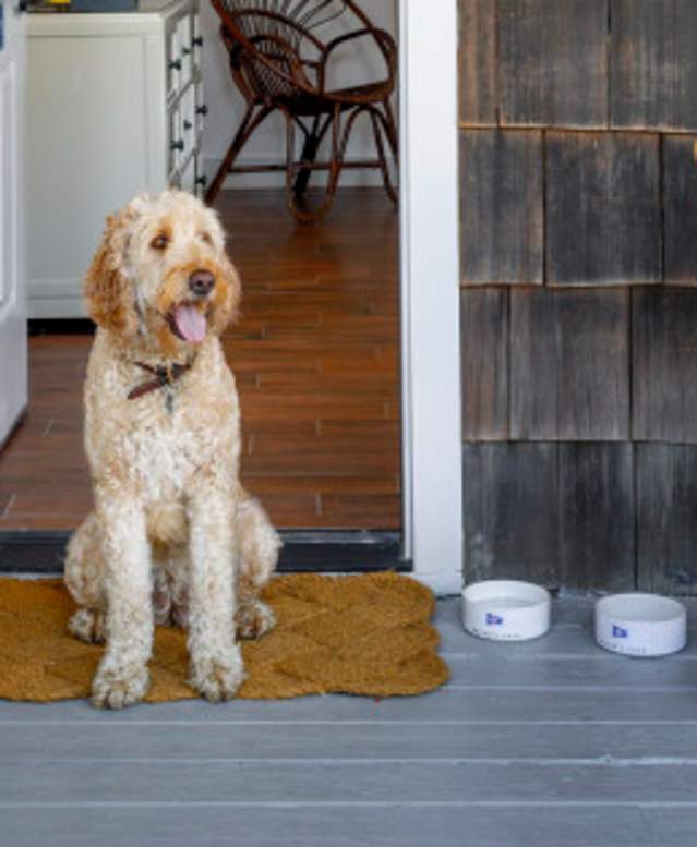 Barons Cove Dog