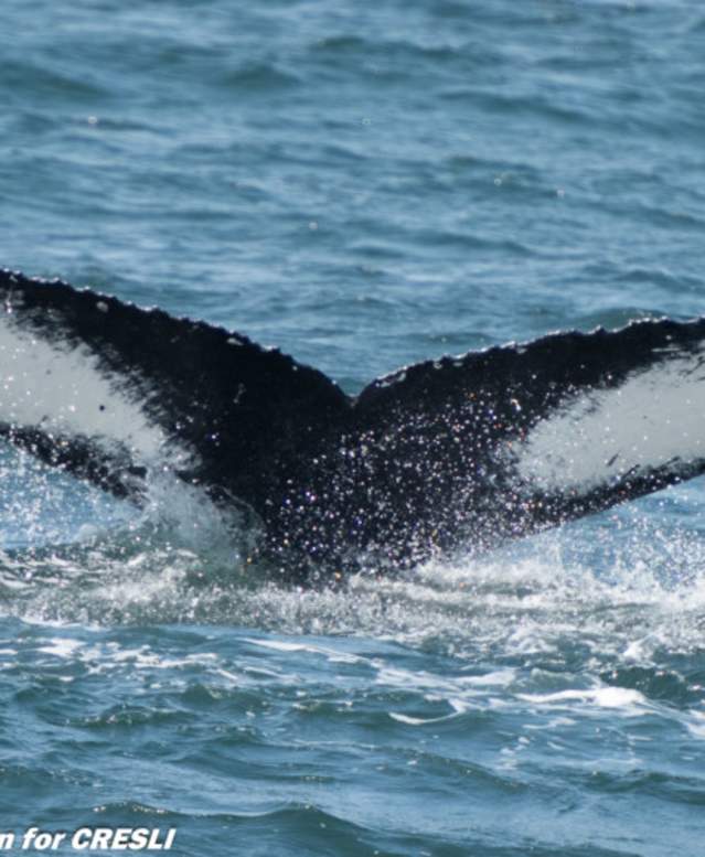 Whale Watching