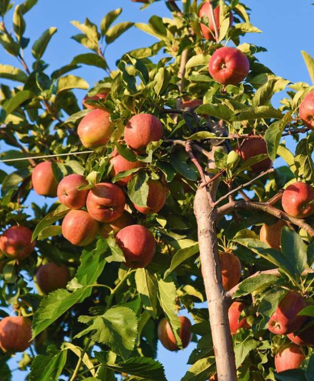 Apples