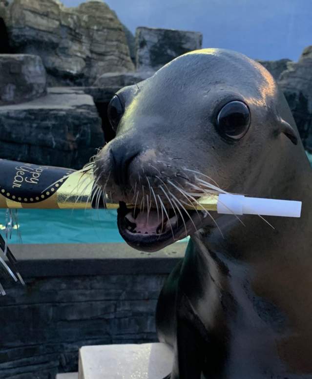 Aquarium New Years