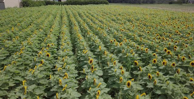 Sunflowers