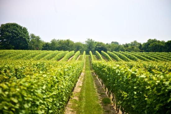 Sparkling Point long island wine country
