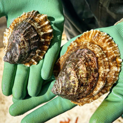 Great gun oysters