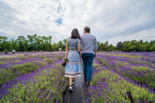 lavender by the bay