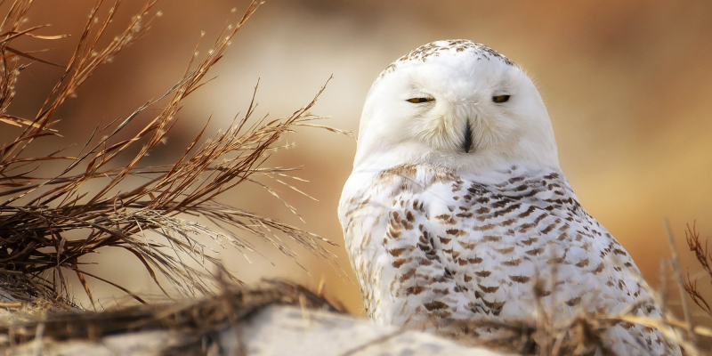 Snowy Owl