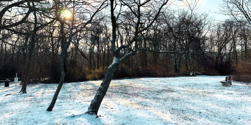 Snowy trees in park