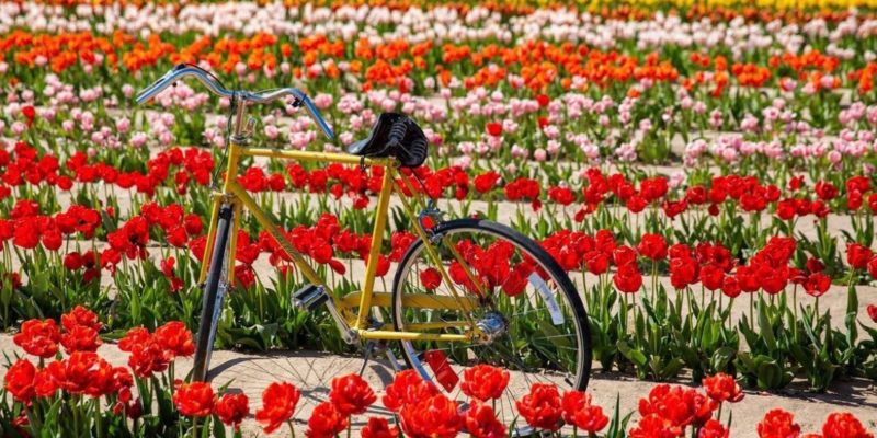 Tulips