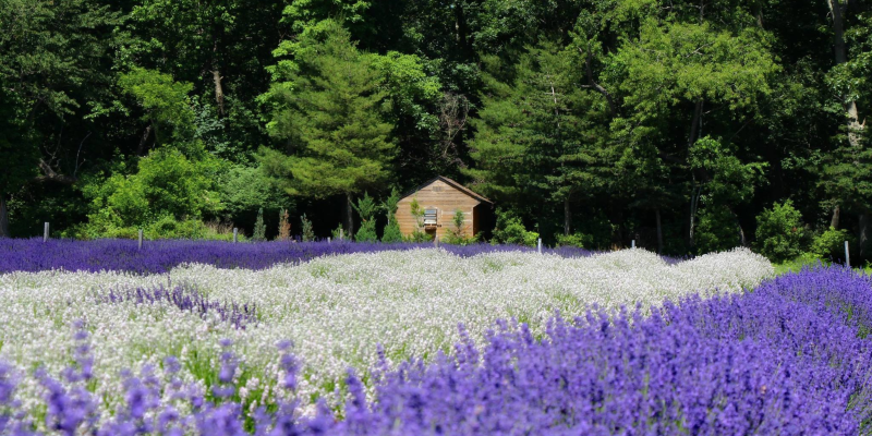 Lavender