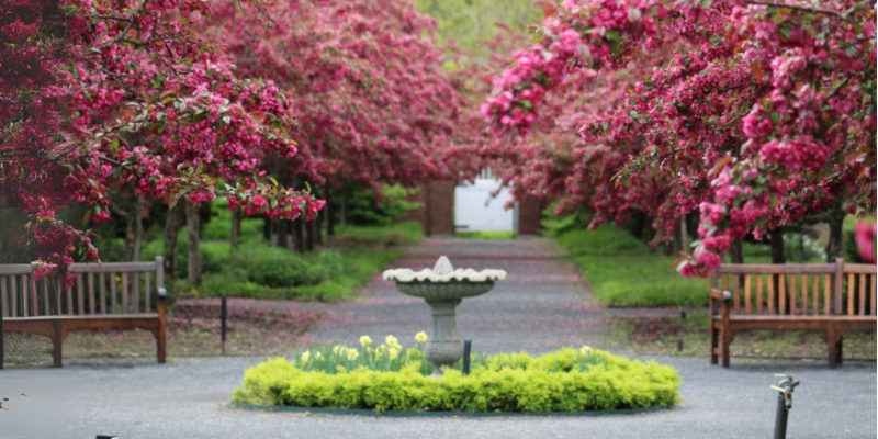 Cherry Blossoms