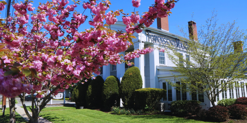 Cherry Blossoms in Greenport
