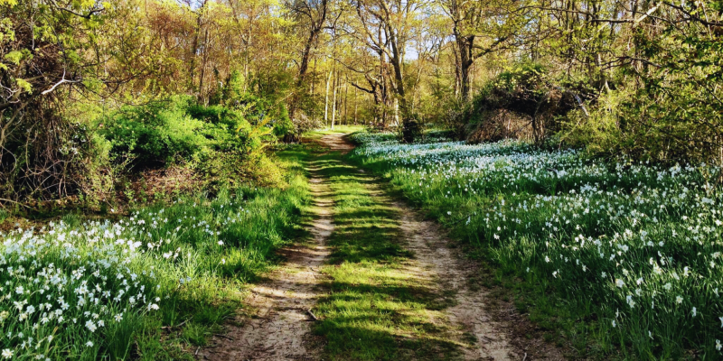 Trail spring