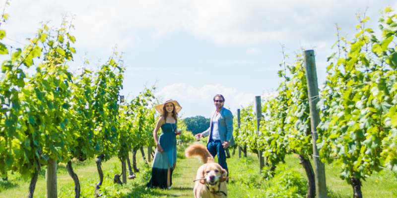 Vineyard Winery Dog People