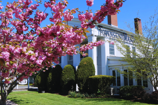 Cherry Blossoms in Greenport