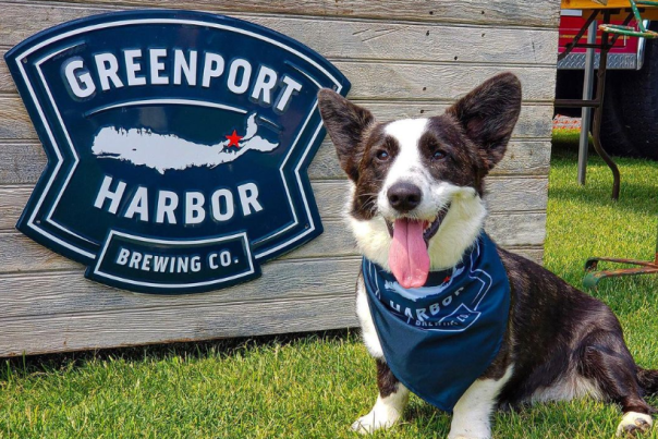 Greenport Brewery Dog