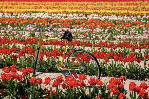 Waterdrinker Tulip Festival