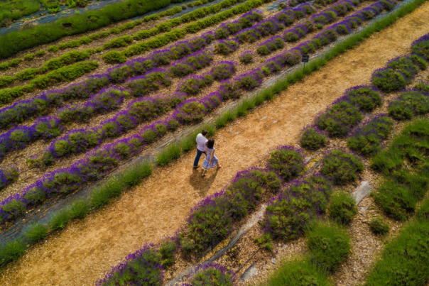 Aerial Lavender By The Bay