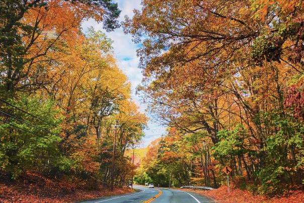 Fall Foliage