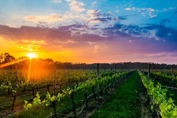 Long Island Wine Country