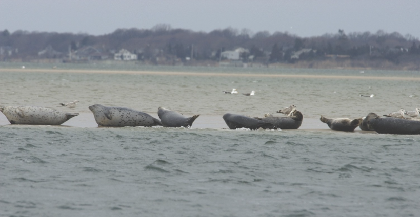 Seal Watching