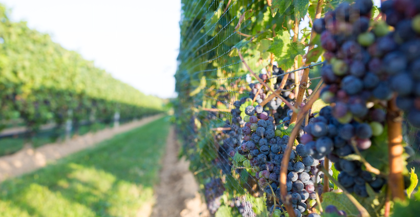 North Fork Lieb Cellars grapes