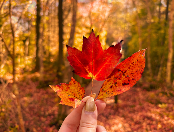 Leaf at park
