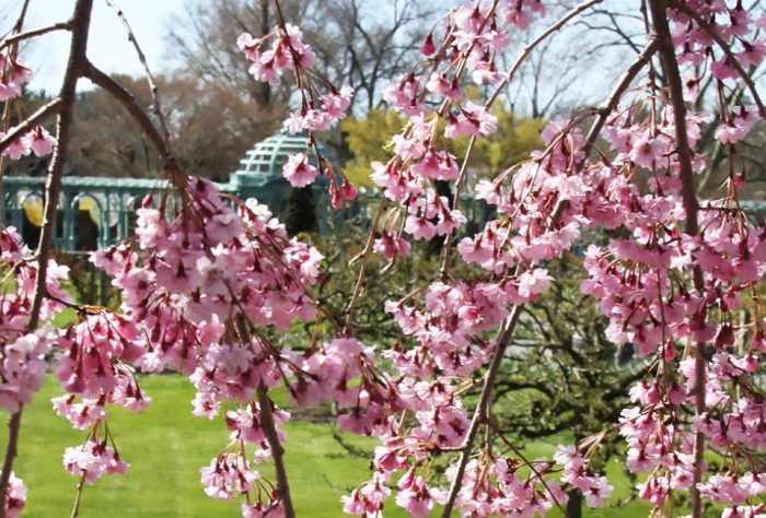 old westbury cherry blossoms