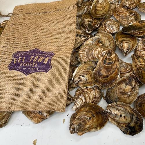 Oysters