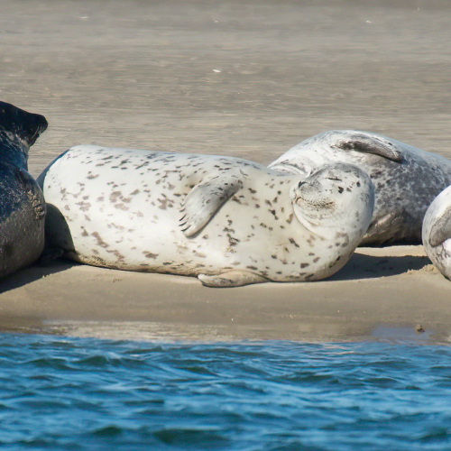 Seal watching with CRESLI