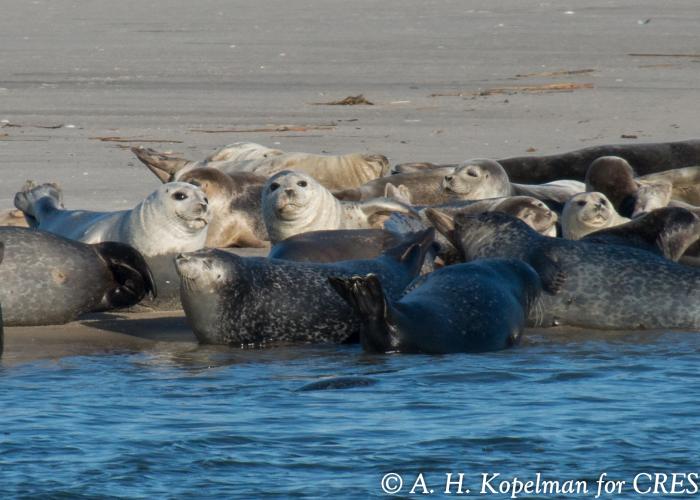 Seal Walk