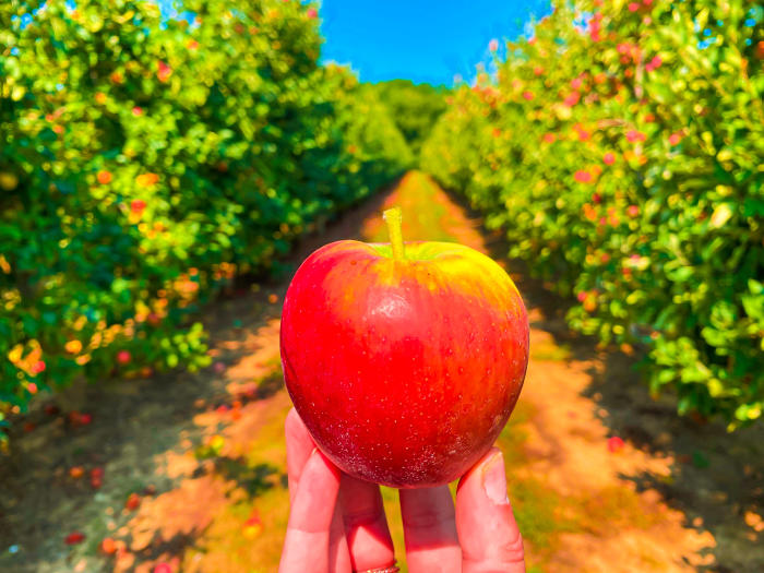 Harbes Orchard