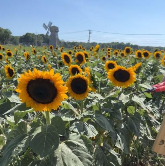 sunflowers at waterdrinker