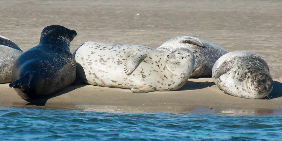 Seal Watching Season