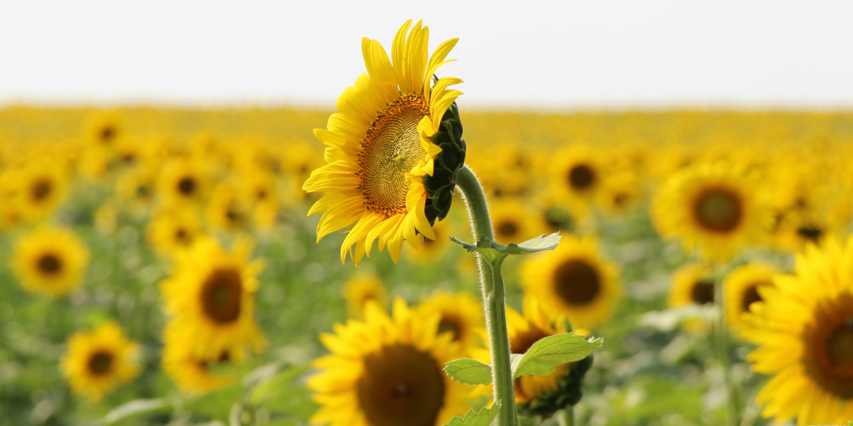 Harbes Farms Sunflowers