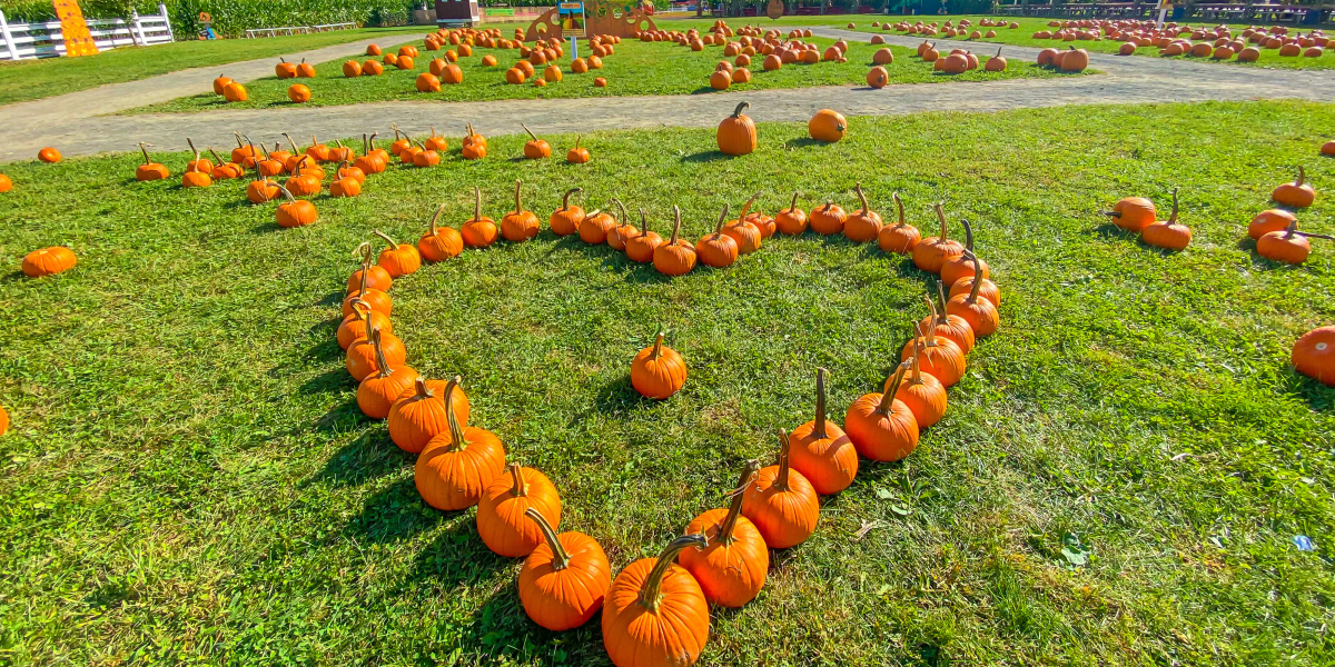 White Post Farms Pumpkins